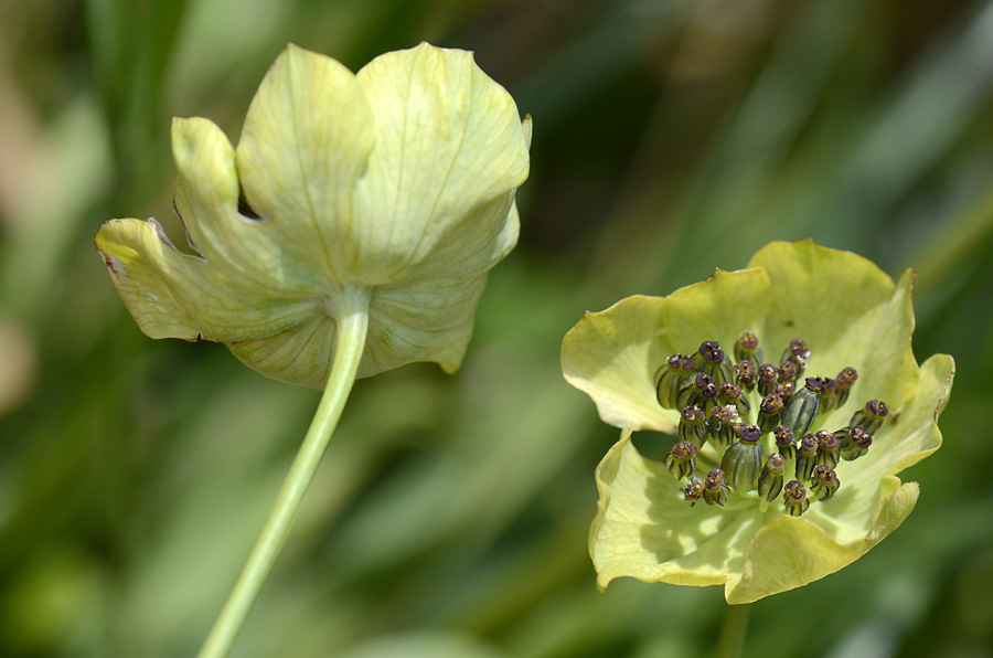Bupleurum stellatum / Bupleuro stellato
